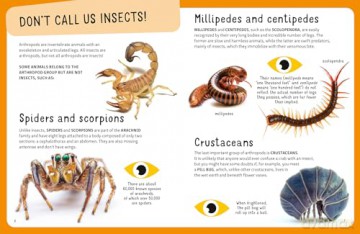 The Top Ten: Weirdest Bugs - Cristina Banfi [KSIĄŻKA]