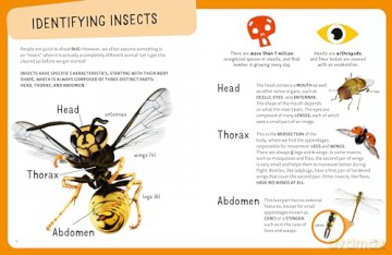 The Top Ten: Weirdest Bugs - Cristina Banfi [KSIĄŻKA]