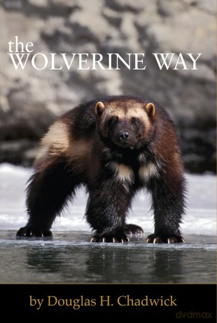 The Wolverine Way - Douglas H. Chadwick [KSIĄŻKA]
