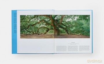 Tree: Exploring the Arboreal World - Phaidon Editors [KSIĄŻKA]