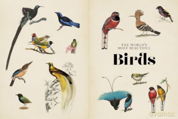 Vintage Birds: A Guidebook and Matching Game - Roger J. Lederer [KSIĄŻKA]