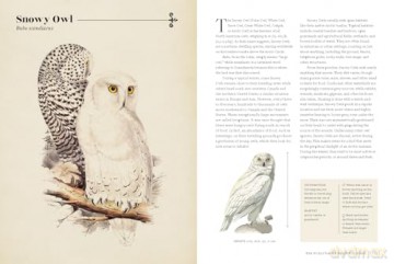 Vintage Birds: A Guidebook and Matching Game - Roger J. Lederer [KSIĄŻKA]