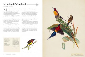 Vintage Birds: A Guidebook and Matching Game - Roger J. Lederer [KSIĄŻKA]