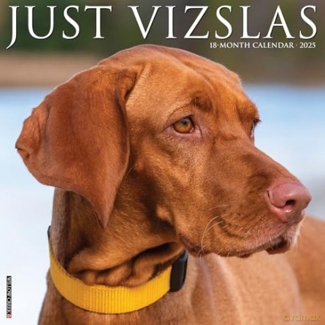 Vizslas 2025 Wall [KSIĄŻKA]
