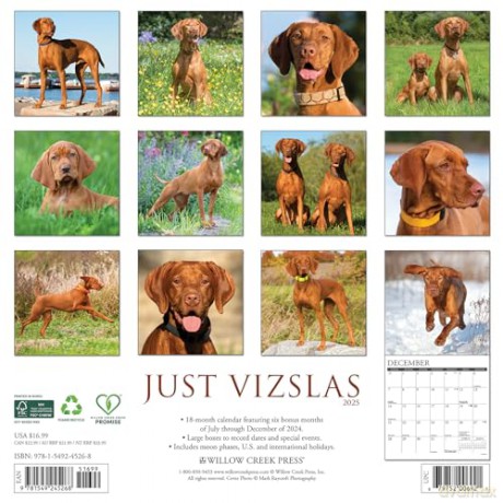 Vizslas 2025 Wall [KSIĄŻKA]