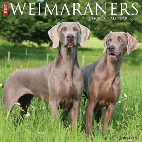 Weimaraners 2025 Wall [KSIĄŻKA]