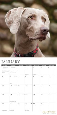Weimaraners 2025 Wall [KSIĄŻKA]