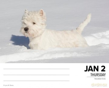Westies 2025 Box [KSIĄŻKA]