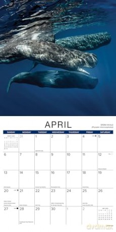 Whales 2025 Wall [KSIĄŻKA]