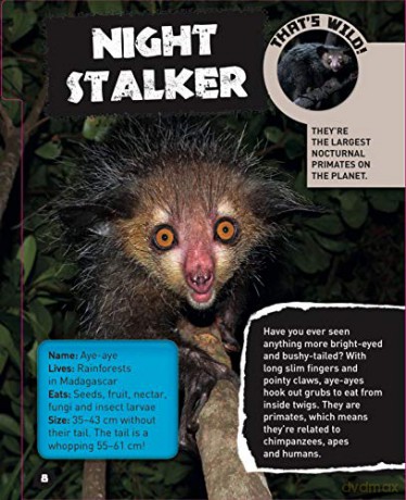 What Are You Looking At: Extraordinary creatures you've never seen! - Sara Stanford [KSIĄŻKA]