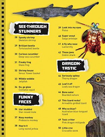 What Are You Looking At: Extraordinary creatures you've never seen! - Sara Stanford [KSIĄŻKA]