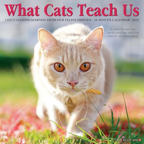 What Cats Teach Us 2025 Wall [KSIĄŻKA]