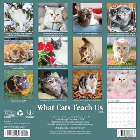 What Cats Teach Us 2025 Wall [KSIĄŻKA]