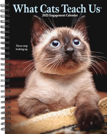 What Cats Teach Us Engagement 2025 [KSIĄŻKA]