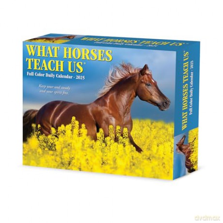 What Horses Teach Us 2025 Box [KSIĄŻKA]