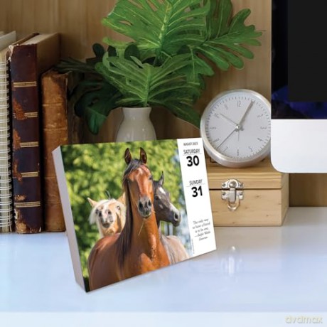 What Horses Teach Us 2025 Box [KSIĄŻKA]