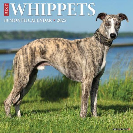 Whippets 2025 Wall [KSIĄŻKA]