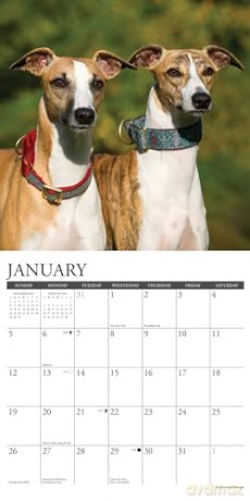 Whippets 2025 Wall [KSIĄŻKA]