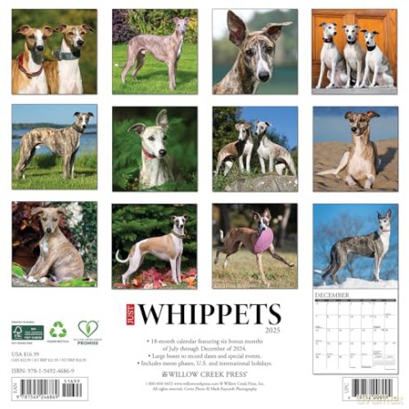 Whippets 2025 Wall [KSIĄŻKA]