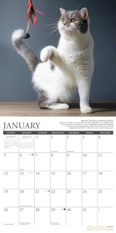 Why Cats Do That 2025 Wall [KSIĄŻKA]