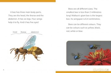 Why Do We Need Bees (Nature We Need) - Laura K. Murray [KSIĄŻKA]