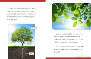 Why Do We Need Trees (Nature We Need) - Laura K. Murray [KSIĄŻKA]