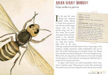 Wicked Bugs (Young Readers Edition): The Meanest, Deadliest, Grossest Bugs on Earth - Amy Stewart [KSIĄŻKA]