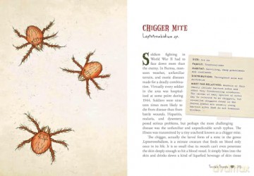 Wicked Bugs (Young Readers Edition): The Meanest, Deadliest, Grossest Bugs on Earth - Amy Stewart [KSIĄŻKA]