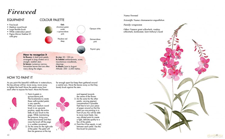 Wildflower Watercolour: Recognizing and Painting Nature - Gaëtane Nicoulin-Béchir [KSIĄŻKA]