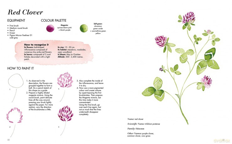 Wildflower Watercolour: Recognizing and Painting Nature - Gaëtane Nicoulin-Béchir [KSIĄŻKA]