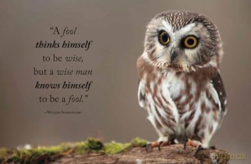 Wisdom of Owls - Lisa Purcell [KSIĄŻKA]
