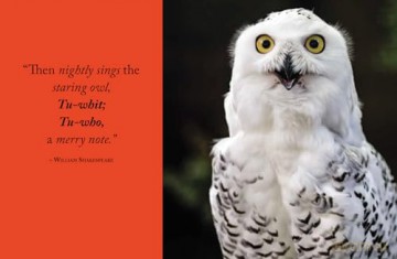 Wisdom of Owls - Lisa Purcell [KSIĄŻKA]