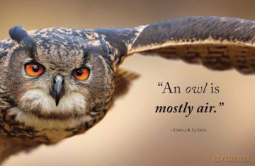 Wisdom of Owls - Lisa Purcell [KSIĄŻKA]