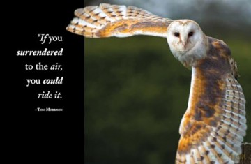Wisdom of Owls - Lisa Purcell [KSIĄŻKA]