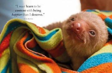 Wisdom of Sloths - Lisa Purcell [KSIĄŻKA]