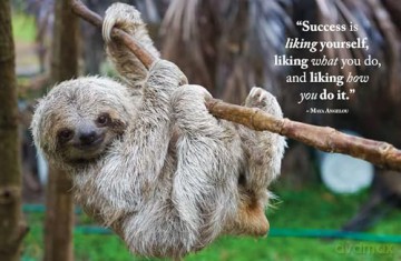 Wisdom of Sloths - Lisa Purcell [KSIĄŻKA]