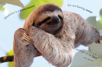 Wisdom of Sloths - Lisa Purcell [KSIĄŻKA]