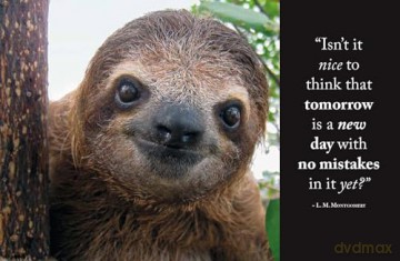 Wisdom of Sloths - Lisa Purcell [KSIĄŻKA]