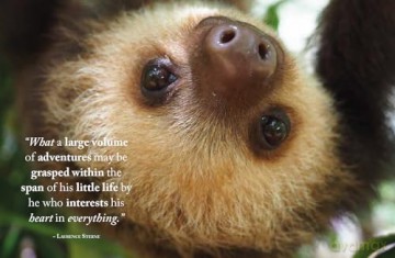 Wisdom of Sloths - Lisa Purcell [KSIĄŻKA]