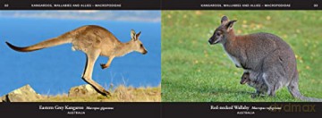 World of Mammals: A stunning photographic celebration of the planet's mammals, from aardvarks to zebras [KSIĄŻKA]