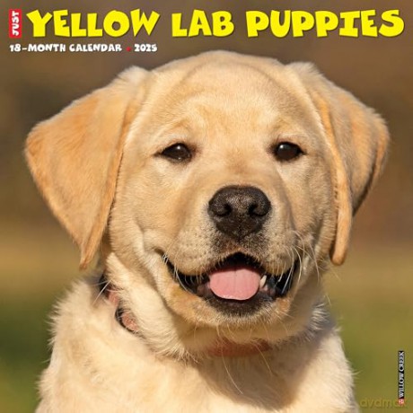 Yellow Lab Puppies 2025 Wall [KSIĄŻKA]