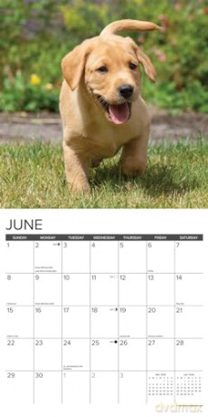 Yellow Lab Puppies 2025 Wall [KSIĄŻKA]