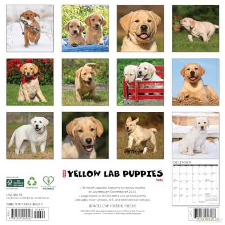 Yellow Lab Puppies 2025 Wall [KSIĄŻKA]