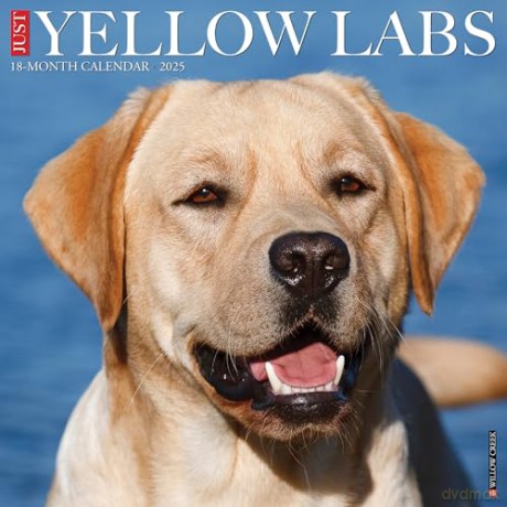 Yellow Labs 2025 Wall [KSIĄŻKA]