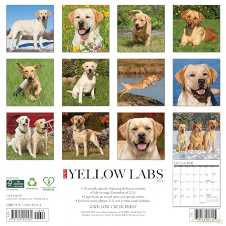 Yellow Labs 2025 Wall [KSIĄŻKA]