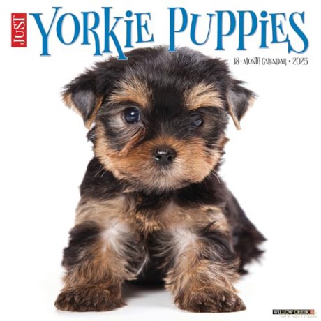 Yorkie Puppies 2025 Wall [KSIĄŻKA]