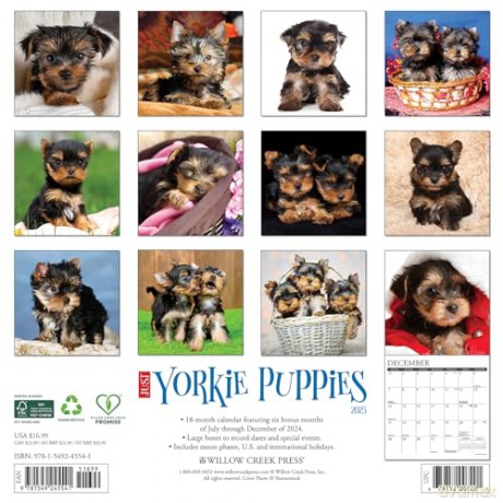 Yorkie Puppies 2025 Wall [KSIĄŻKA]