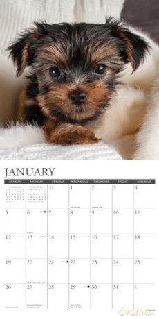 Yorkie Puppies 2025 Wall [KSIĄŻKA]