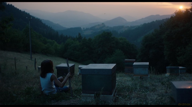 20,000 Species of Bees (20 000 gatunków pszczół) [Blu-Ray]