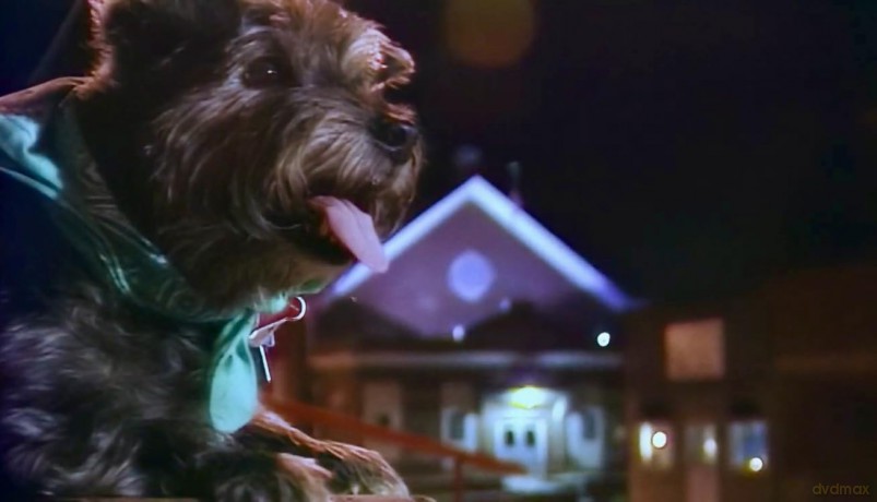 Dogs In Quicksand [Blu-Ray]